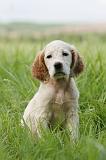 SETTER ANGLAIS 236